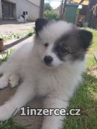 Nmeck pic stedn strako