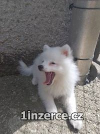 Nmeck pic stedn strako
