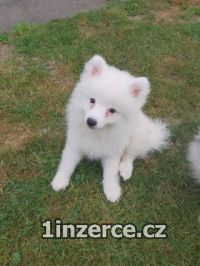 Nmeck pic stedn strako