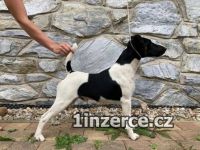 Foxterier hladkosrst