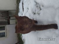 Unik�tn� �okol�dov� kocourek