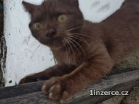 Unik�tn� �okol�dov� kocourek