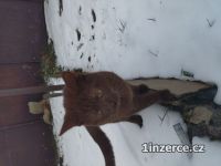 Unik�tn� �okol�dov� kocourek