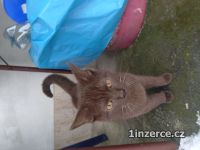 Unik�tn� �okol�dov� kocourek