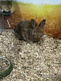 Zakrsl� kr�l�k 