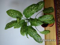 Difenbachie, dekorativn�