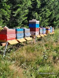 Nab�dka med� zjiho�esk�ch lesu