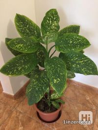 Difenbachie, vzrostl�