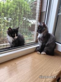 Mainsk� m�val� ko�ka