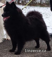 Velk� �ern� �pic �t��ata s PP 