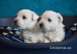 West highland white terrier - 