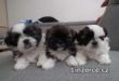 ttka Shih-tzu