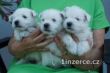 West highland white terrier