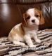 Kavalr king charles panl