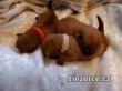 Norfolk Terrier