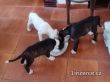 Nmeck boxer