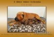 Rhodsk ridgeback - ttka 