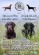 Prodej flatcoated retriever