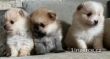 Rozkon tata pomeranian