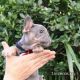 Francouzsk buldoek k adopci