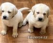 Labrador retriver s PP 