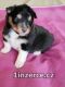 eltie - sheltie, pejsci s PP